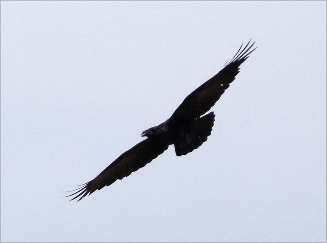 Common Raven - Bill Maynard