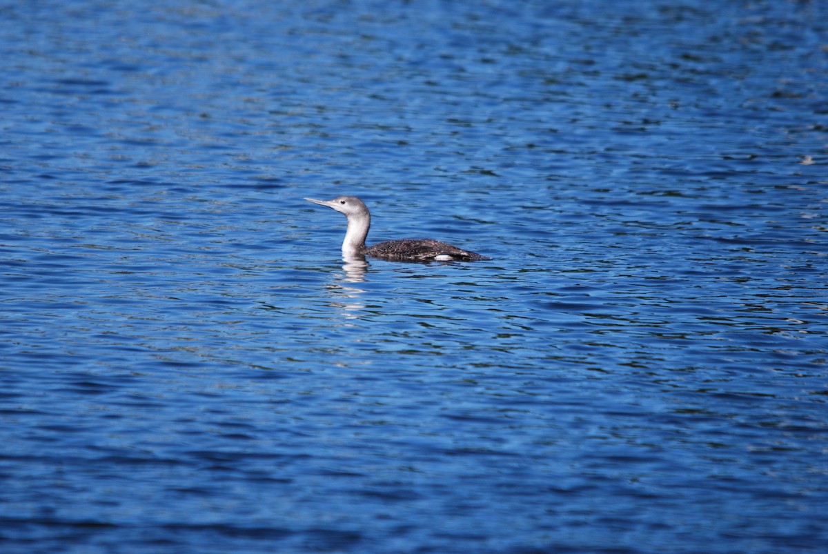 Red-throated Loon - Deirdre Meehan