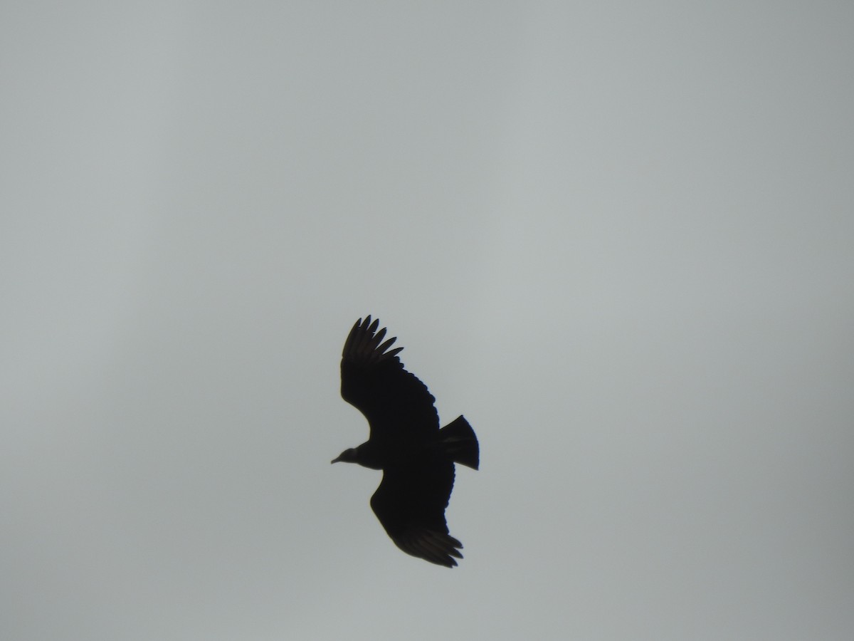 Black Vulture - ML548795461