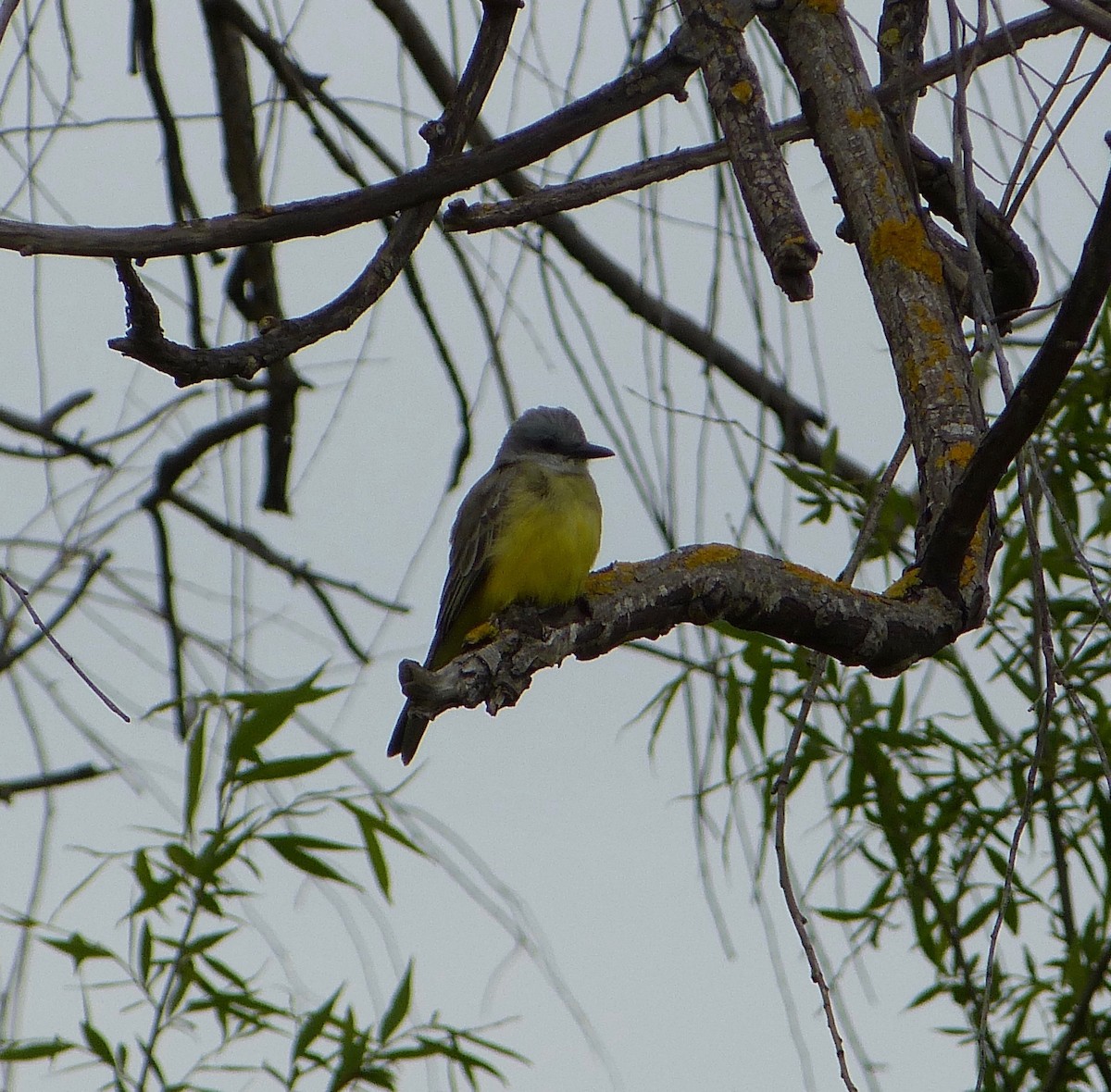 Tropical Kingbird - Malia DeFelice