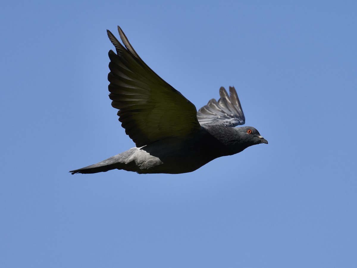 Rock Pigeon (Feral Pigeon) - ML548796811