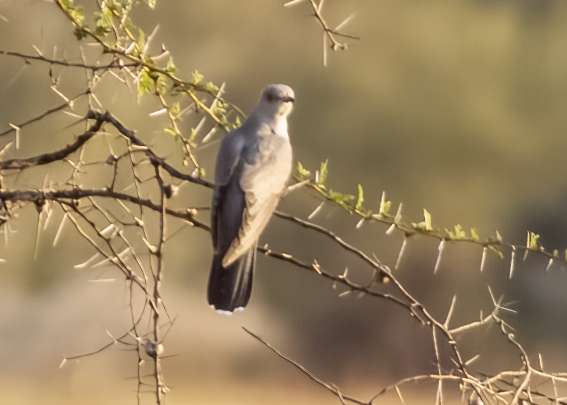 Common Cuckoo - Blair Bernson