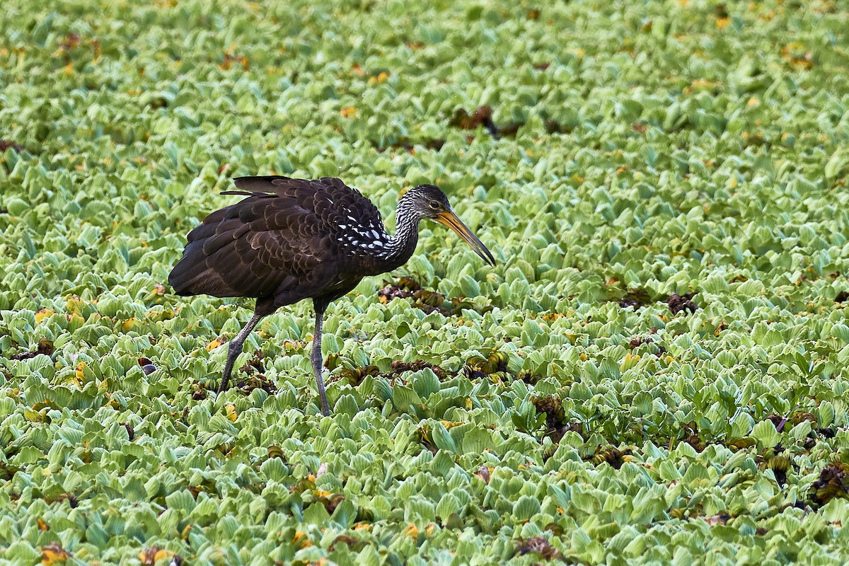 Limpkin (Brown-backed) - ML548798151