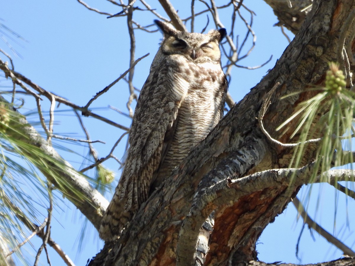 Great Horned Owl - ML548799551