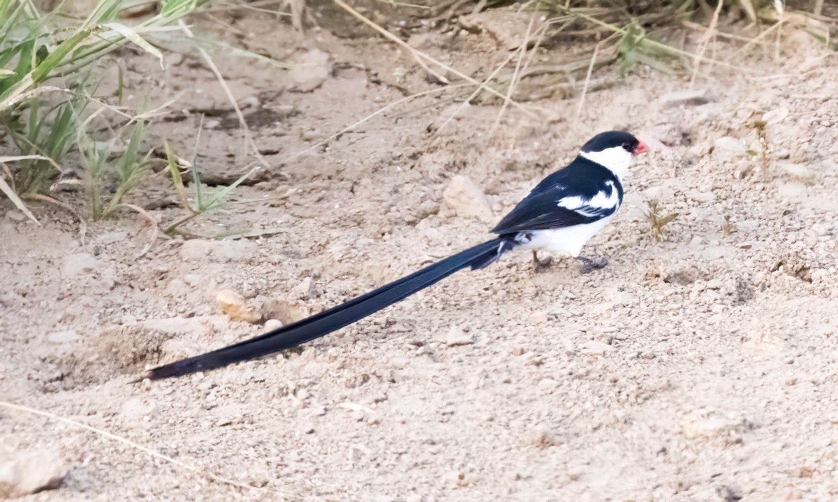 Pin-tailed Whydah - ML548801961