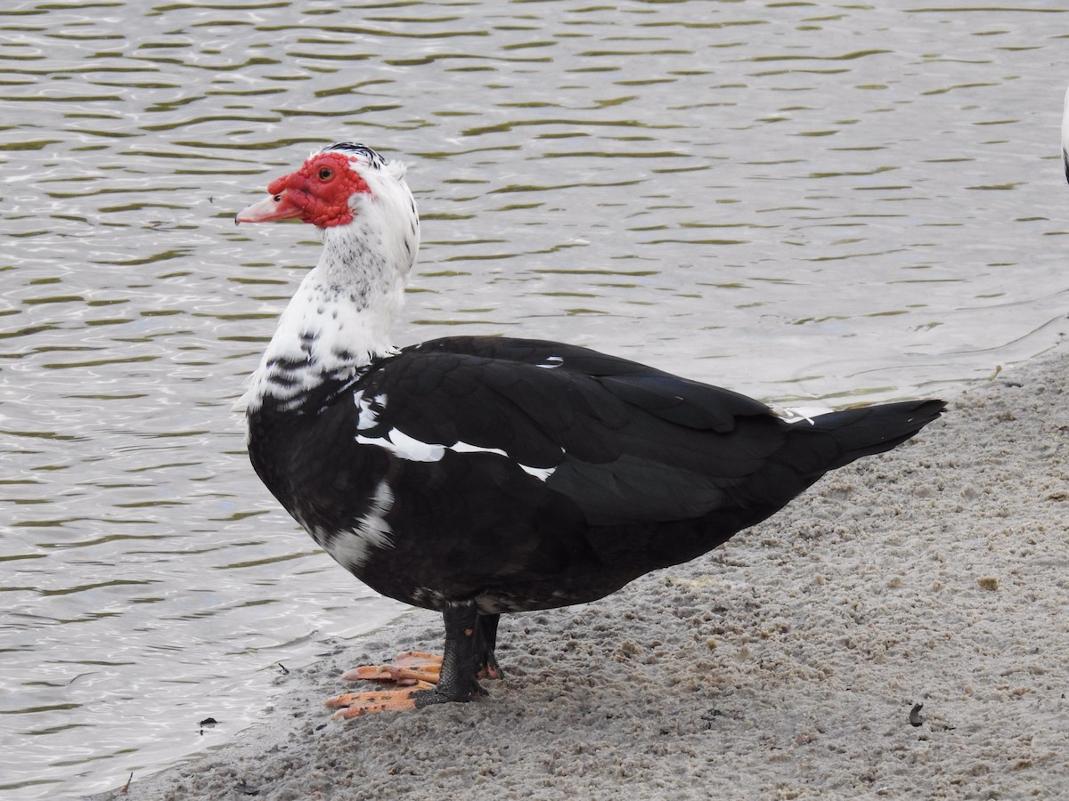 Muscovy Duck (Domestic type) - T. Berg