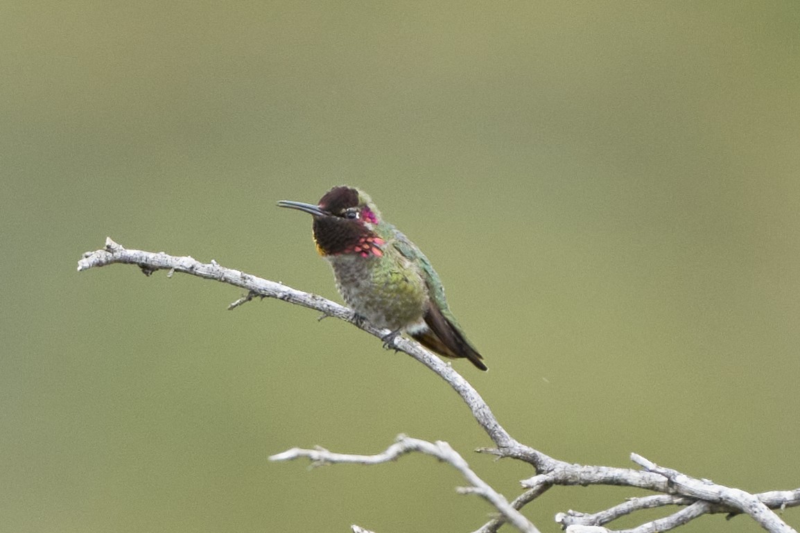Anna's Hummingbird - ML548803491