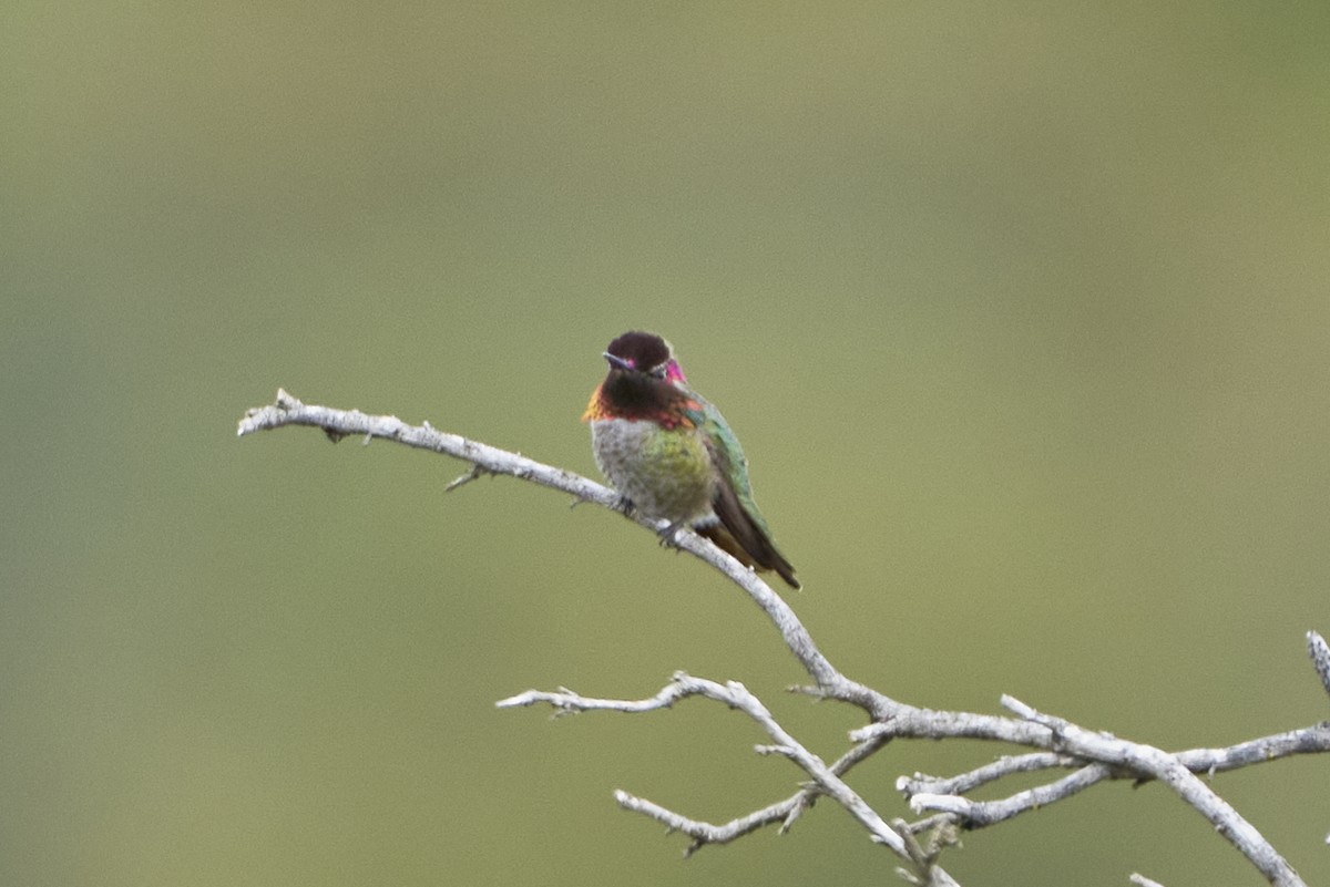 Anna's Hummingbird - ML548803501