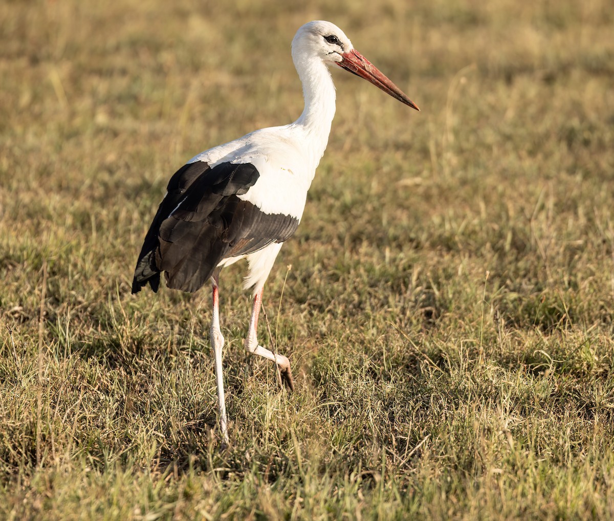 White Stork - Blair Bernson