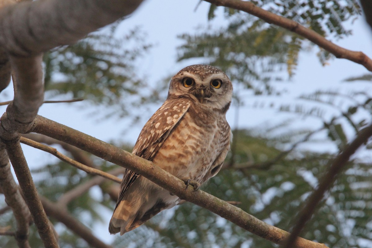 Spotted Owlet - ML54881051