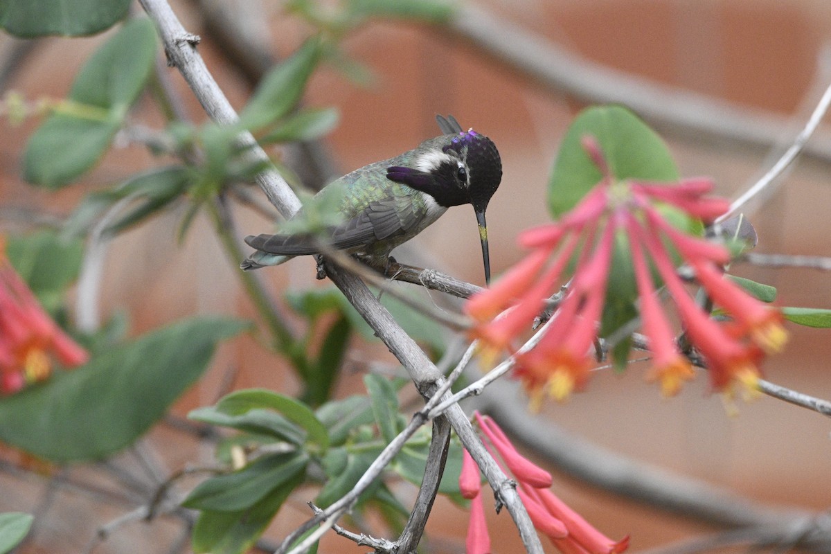 Costa's Hummingbird - ML548812841