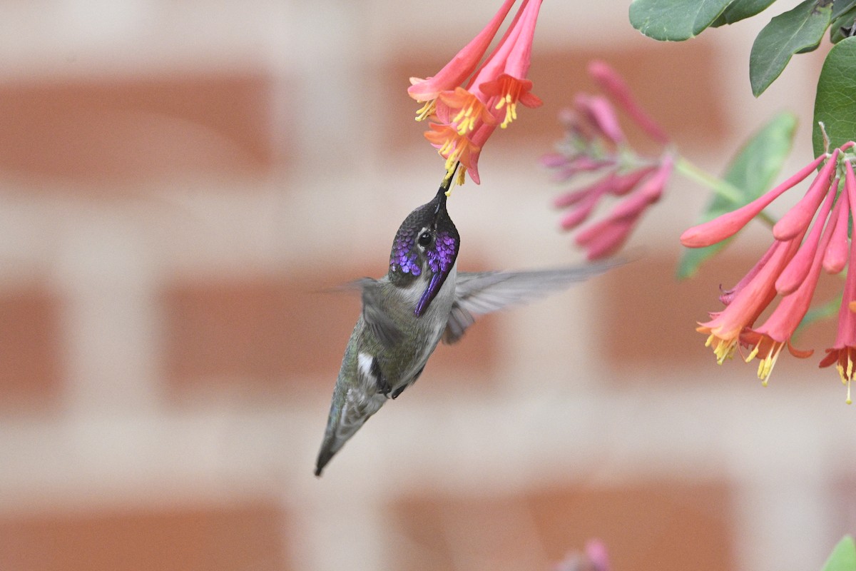 Costa's Hummingbird - ML548812851