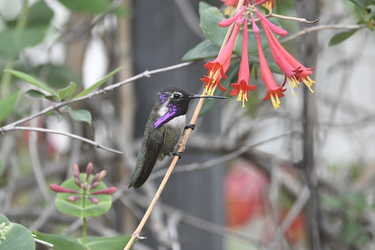 Costa's Hummingbird - ML548812871