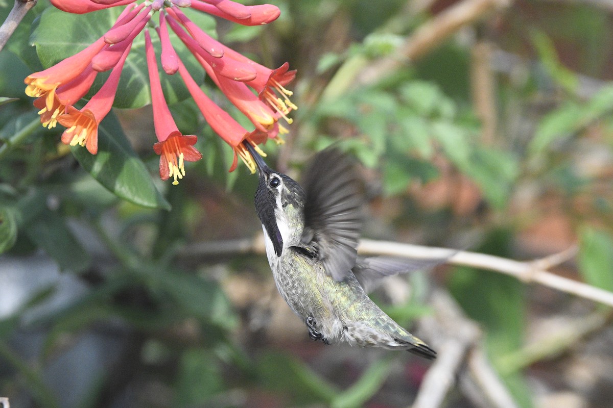 Costa's Hummingbird - Peter Billingham