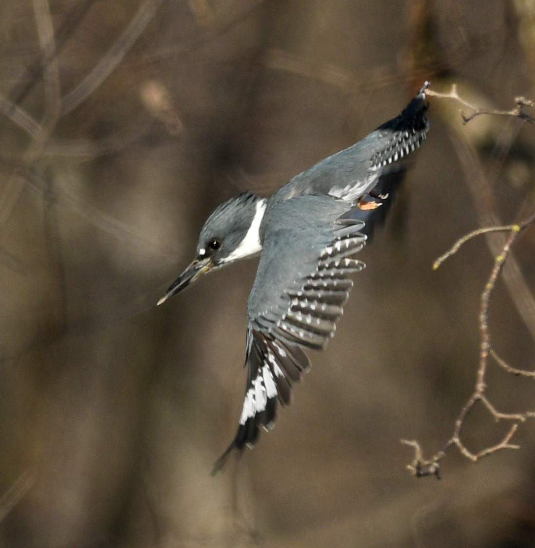 Belted Kingfisher - ML548813631