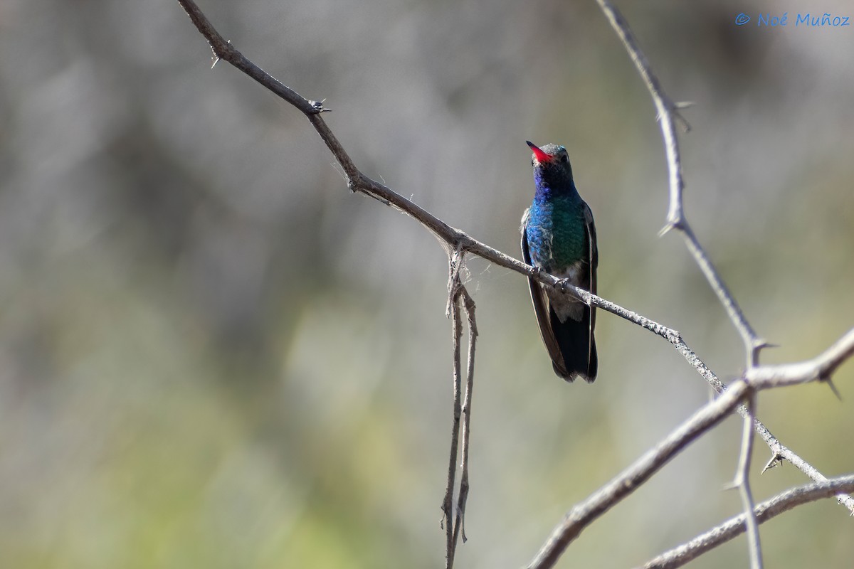 kolibřík širokozobý - ML548821711