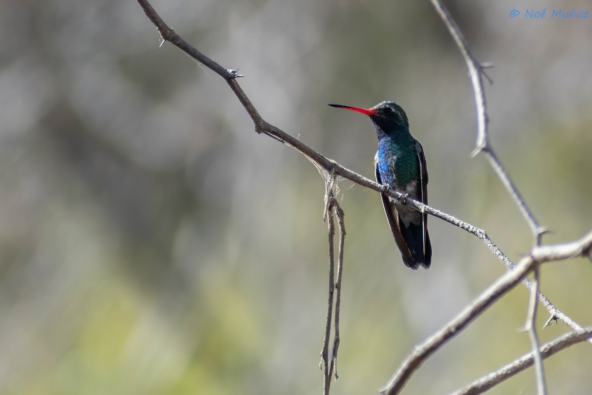 kolibřík širokozobý - ML548821721