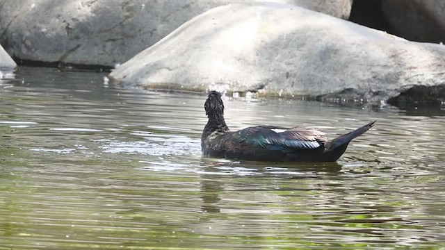 Muscovy Duck (Domestic type) - ML548822431