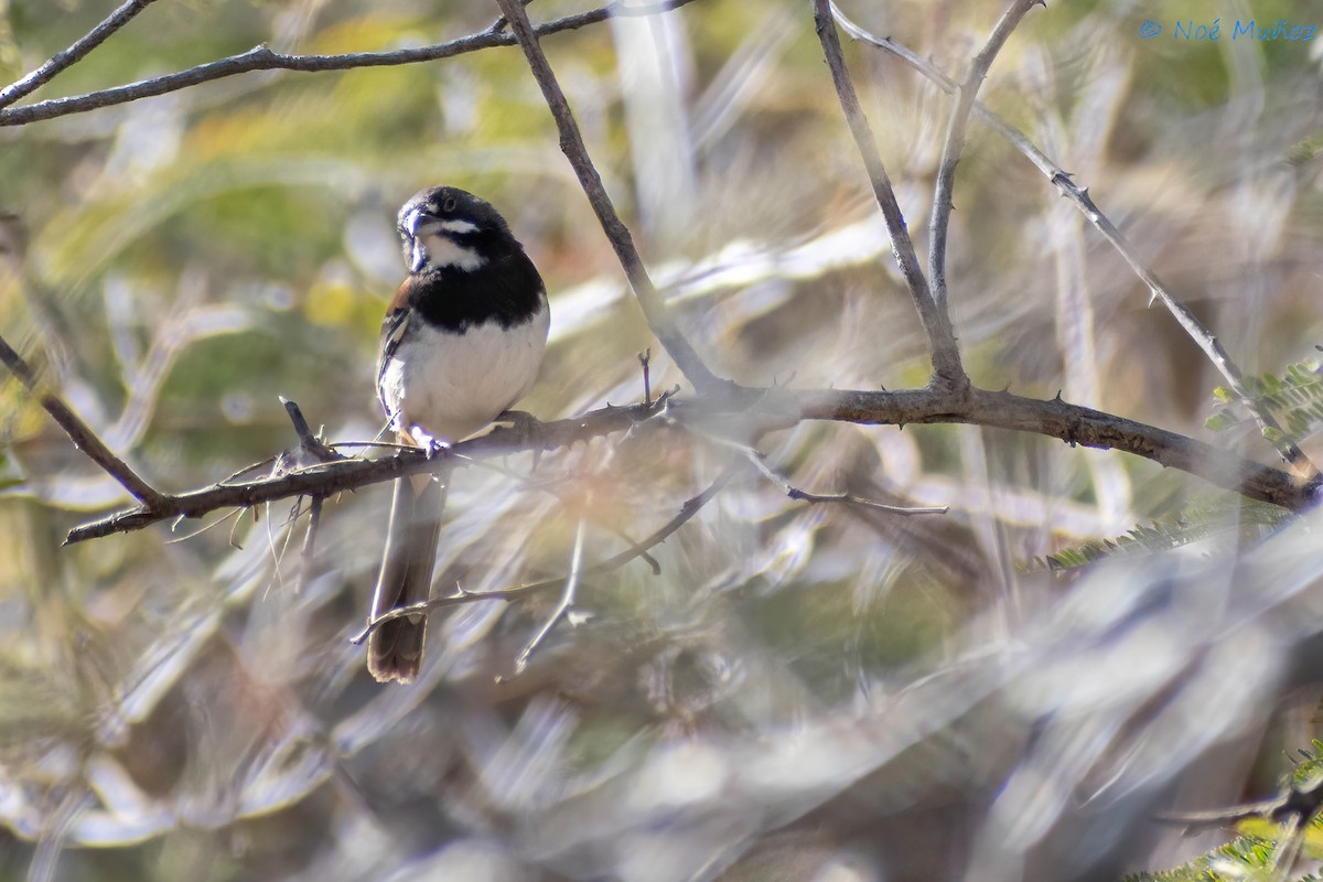 Black-chested Sparrow - ML548823061