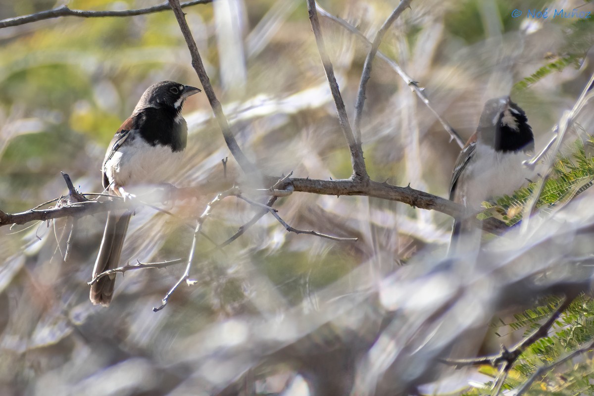Black-chested Sparrow - ML548823071