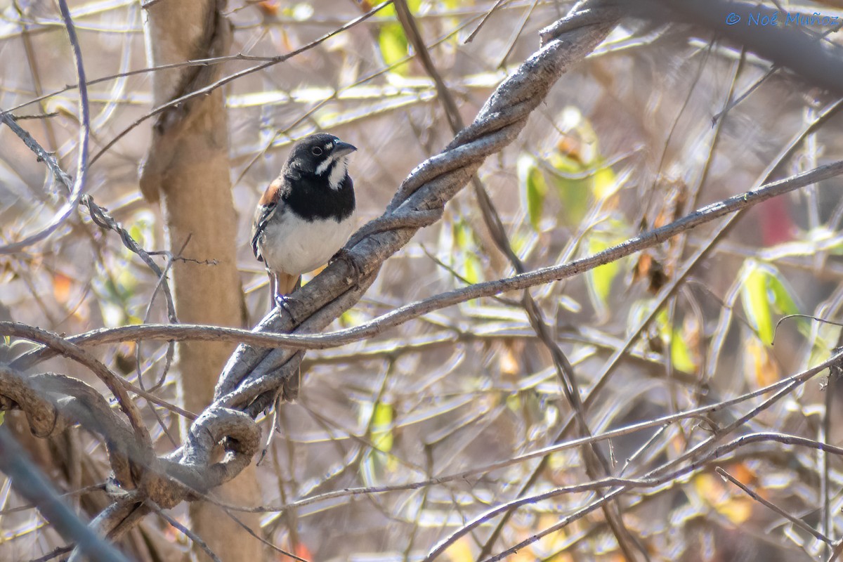 Black-chested Sparrow - ML548823081