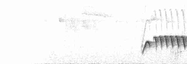 Gray-bellied Wren-Babbler - ML548823771
