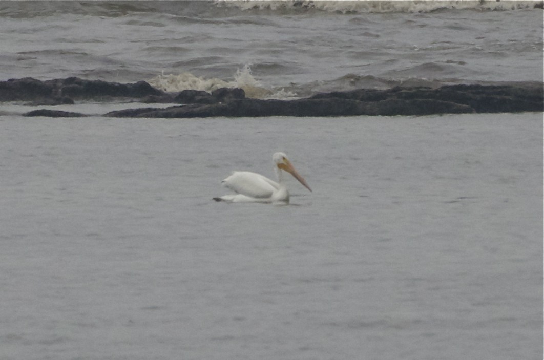American White Pelican - ML54882831