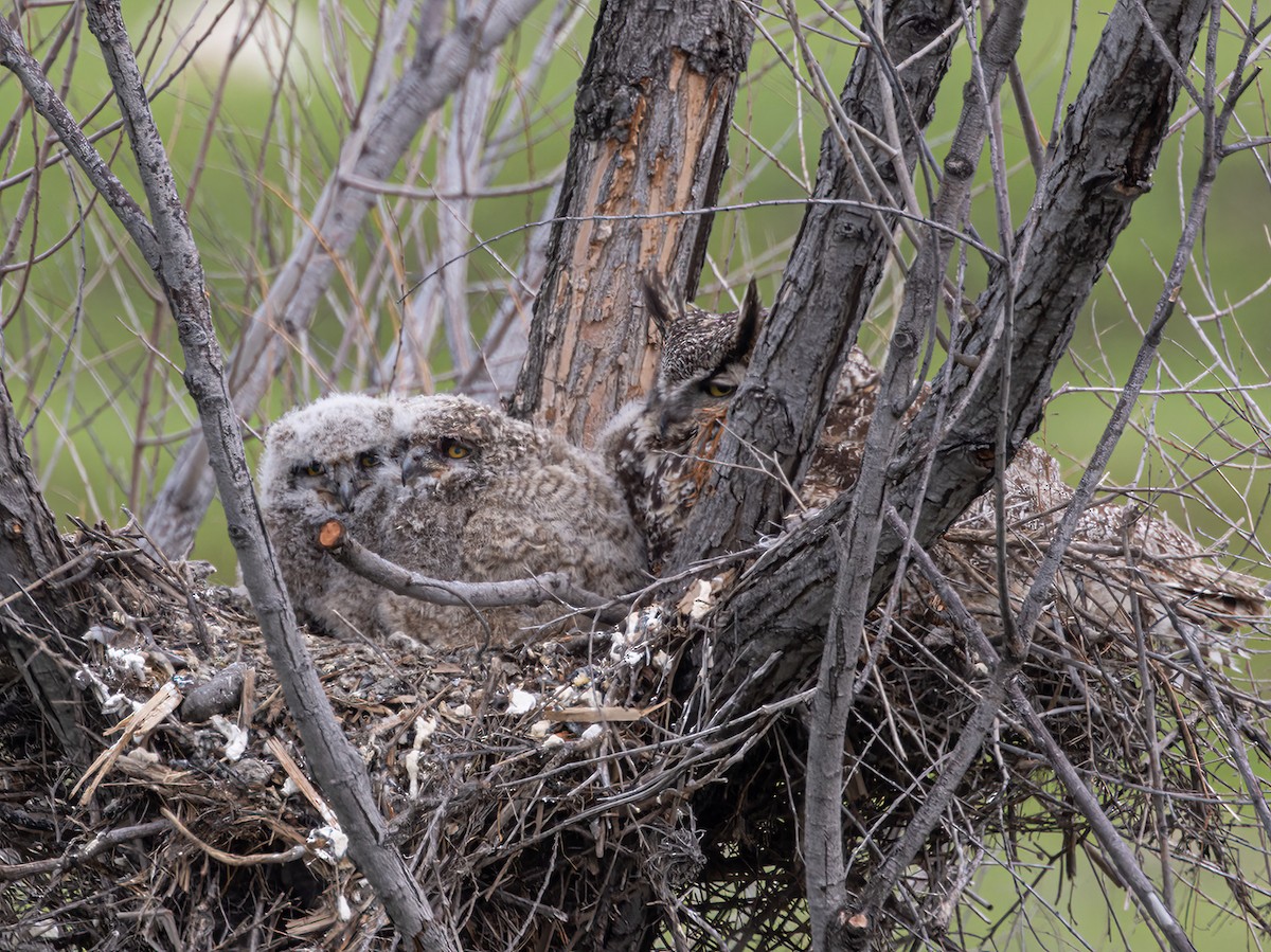 Great Horned Owl - ML548830251
