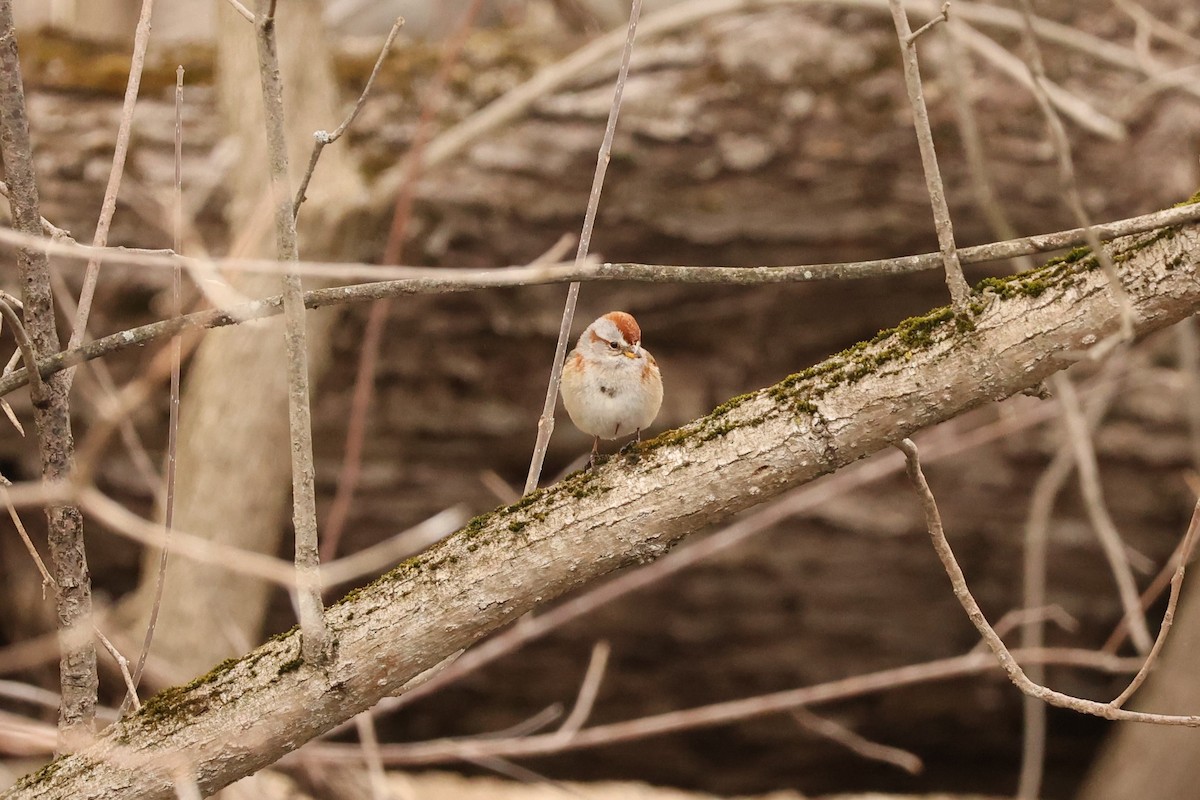 American Tree Sparrow - ML548831461