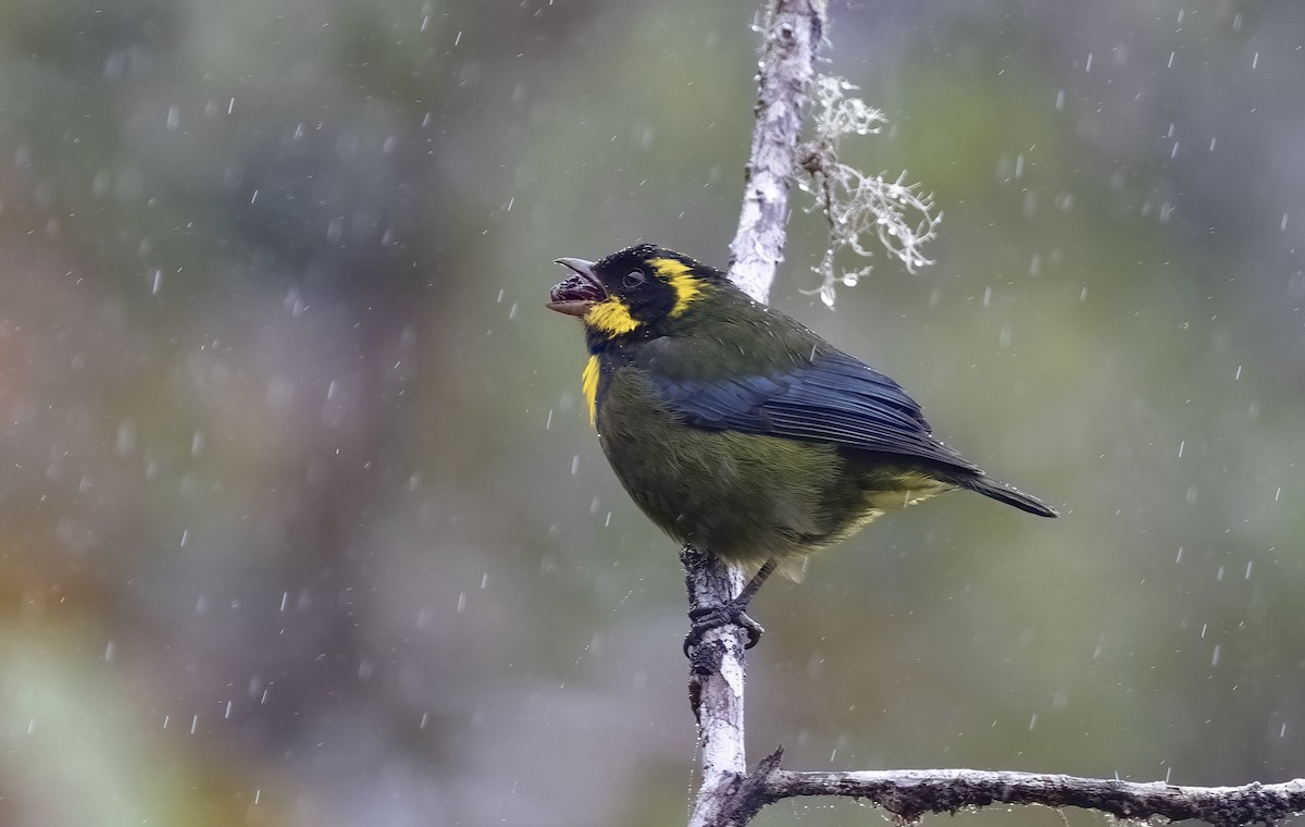 Gold-ringed Tanager - ML548833151