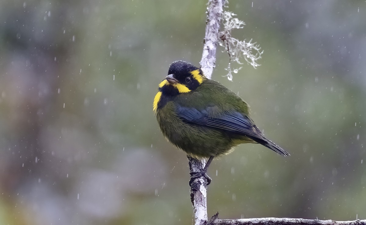 Gold-ringed Tanager - ML548833171