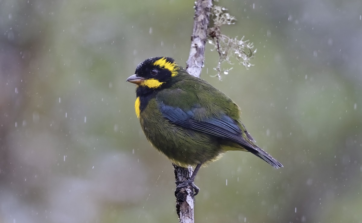 Gold-ringed Tanager - ML548833191