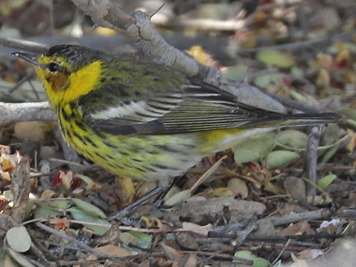Cape May Warbler - ML548837111