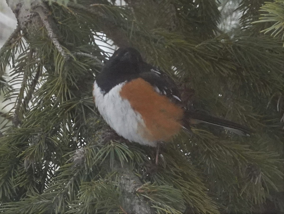Spotted Towhee - David Simmonds