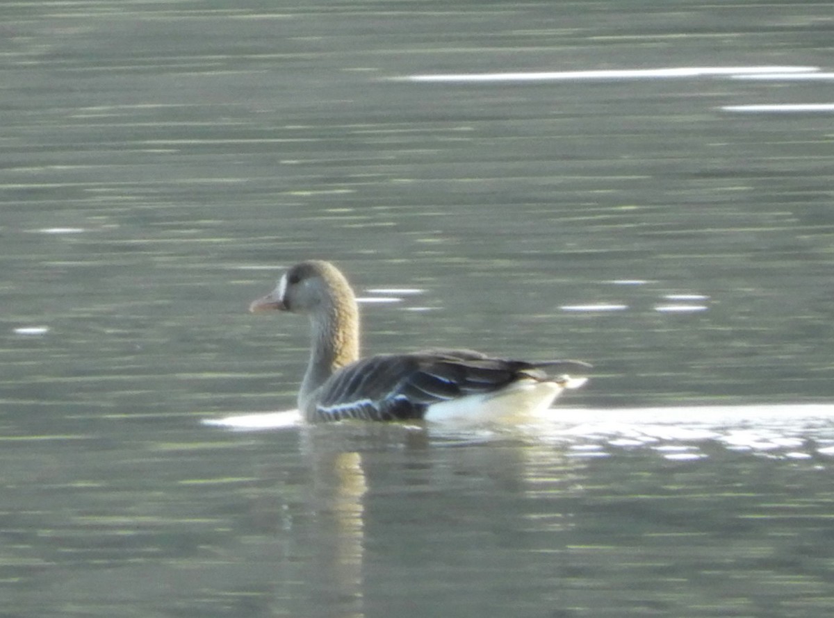 Greater White-fronted Goose - ML548841021