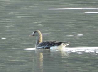Greater White-fronted Goose, ML548841021