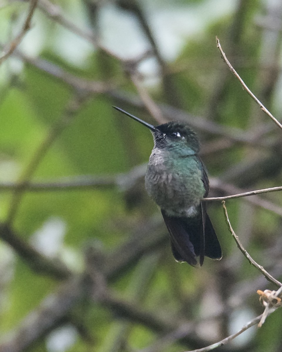 Talamanca Hummingbird - Larry Waddell