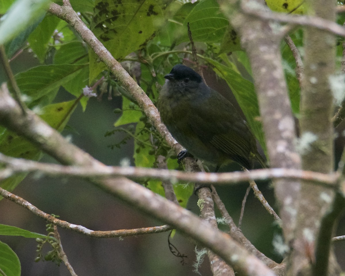 Black-and-yellow Silky-flycatcher - Larry Waddell