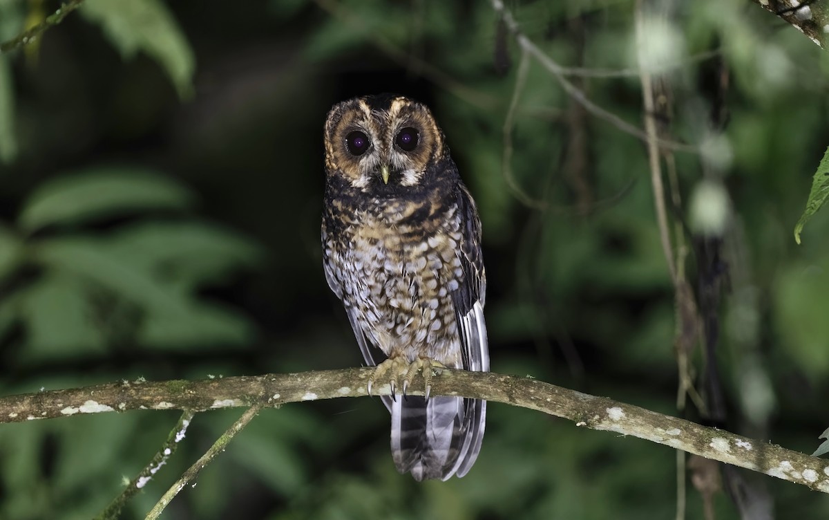 Rufous-banded Owl - ML548845961