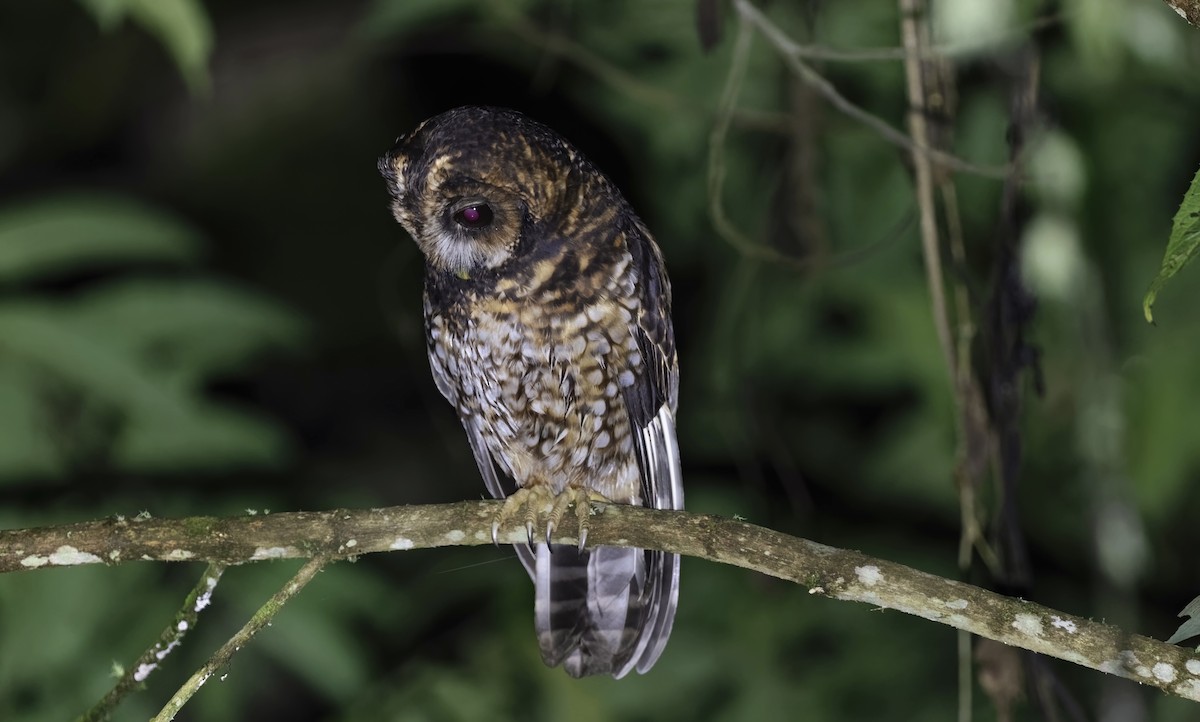 Rufous-banded Owl - ML548845981