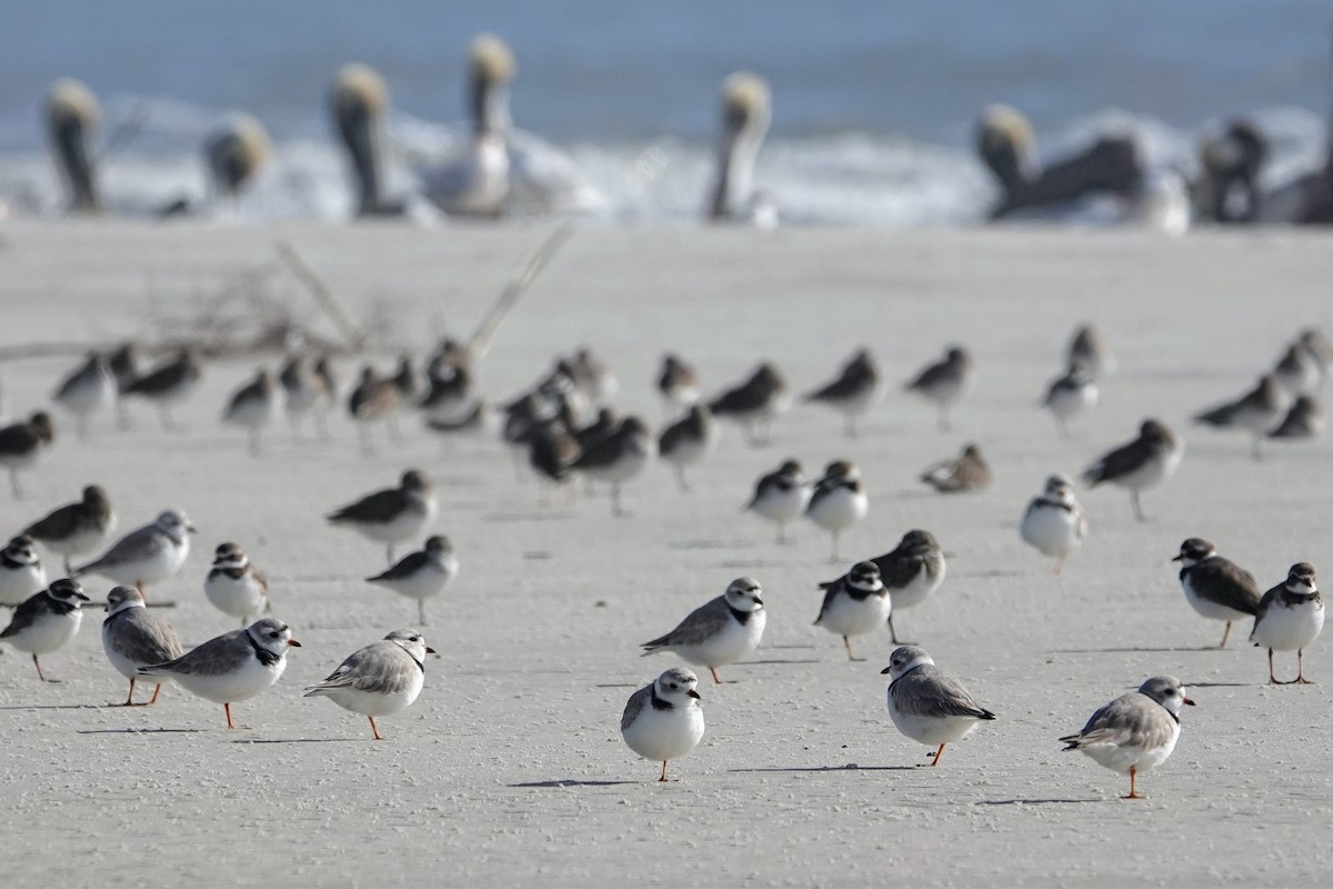 Piping Plover - ML548850651