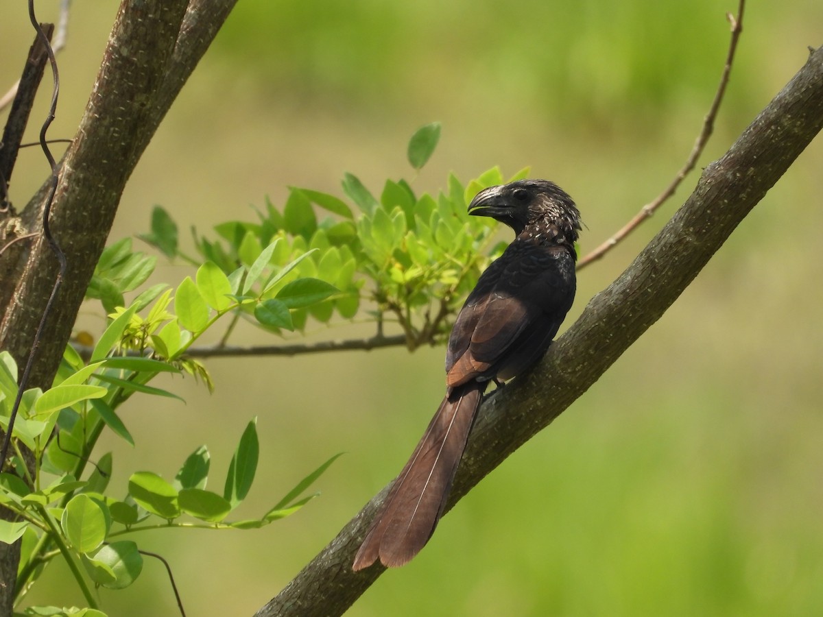Groove-billed Ani - Colby Neuman