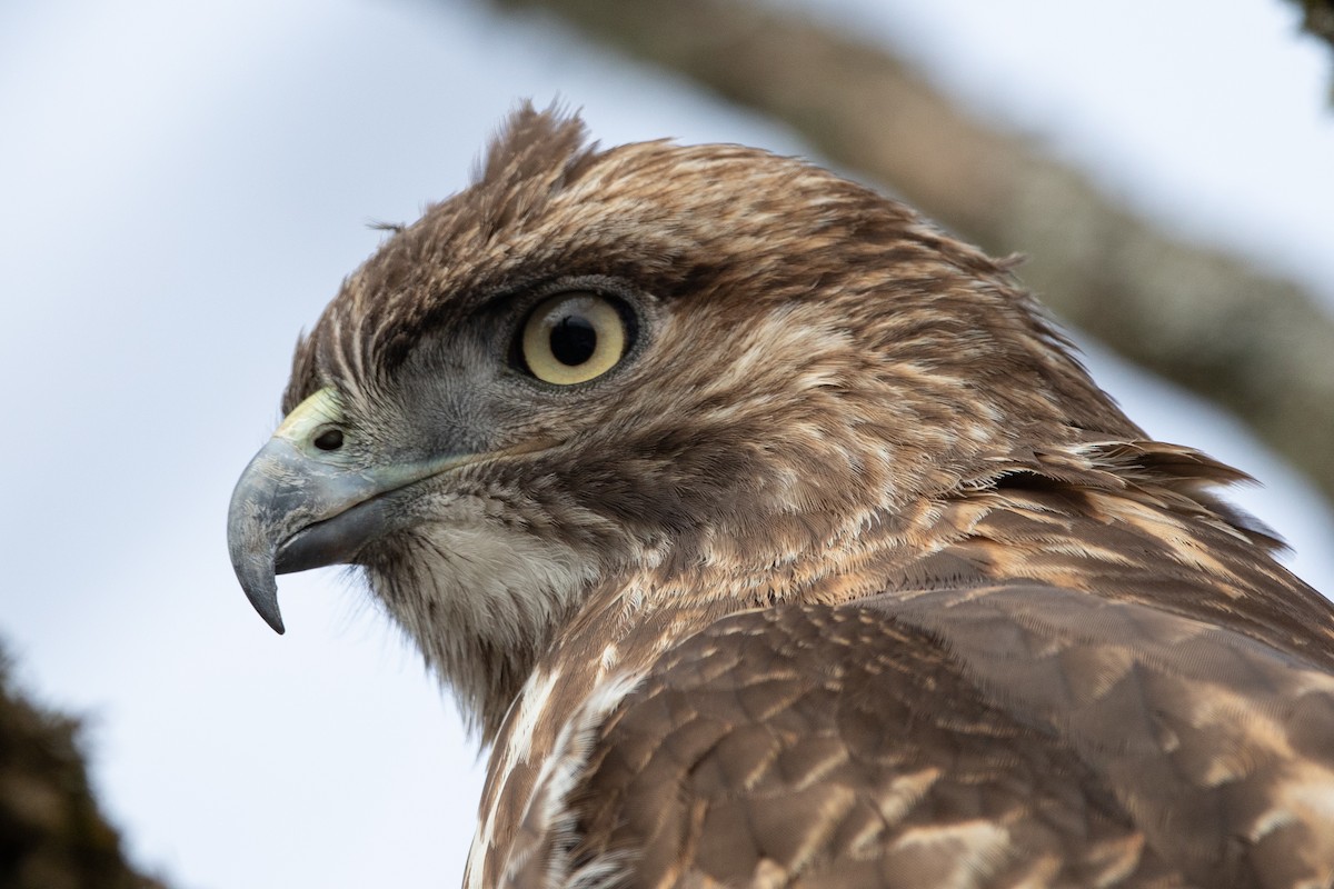 Red-tailed Hawk - ML548852671