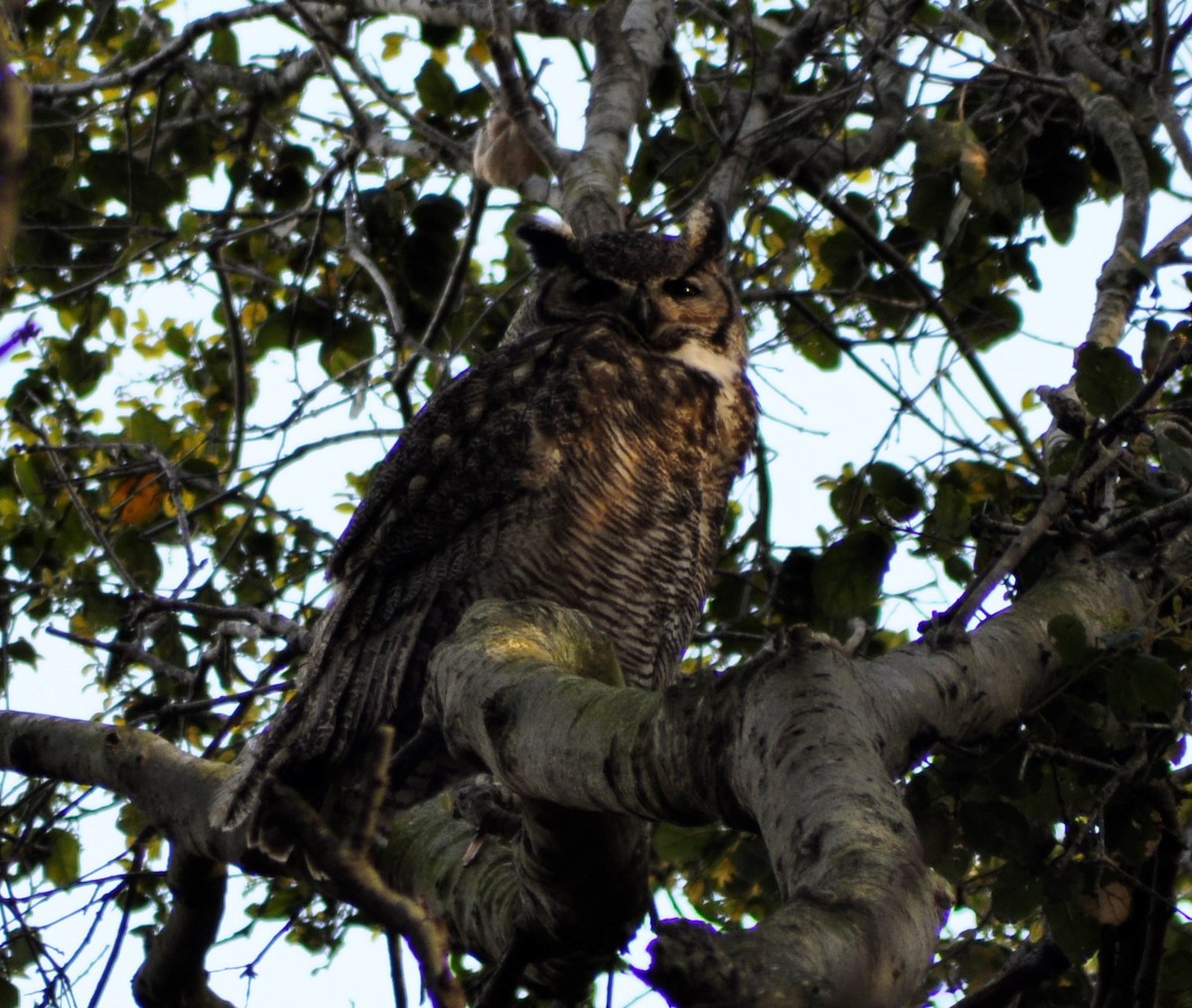 Great Horned Owl - ML548859911