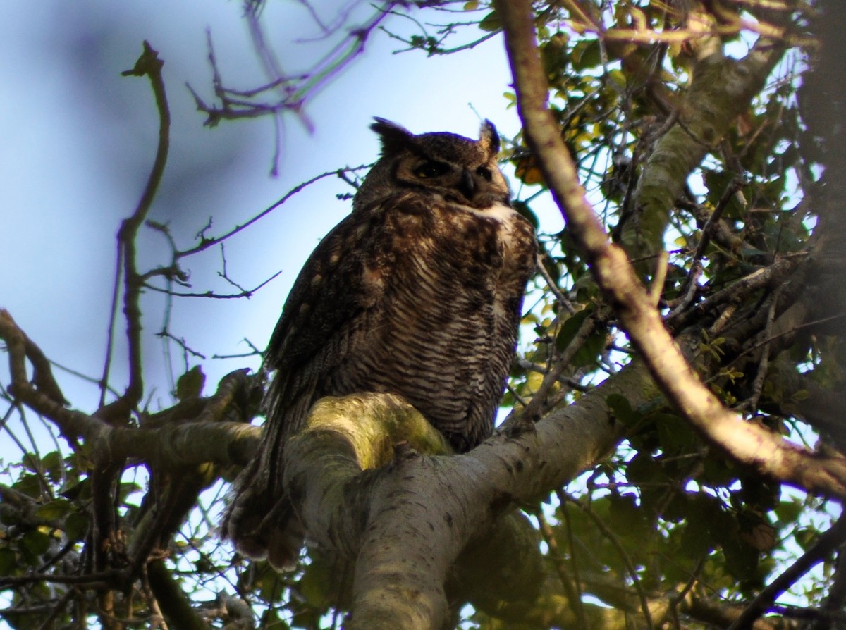 Great Horned Owl - ML548859921