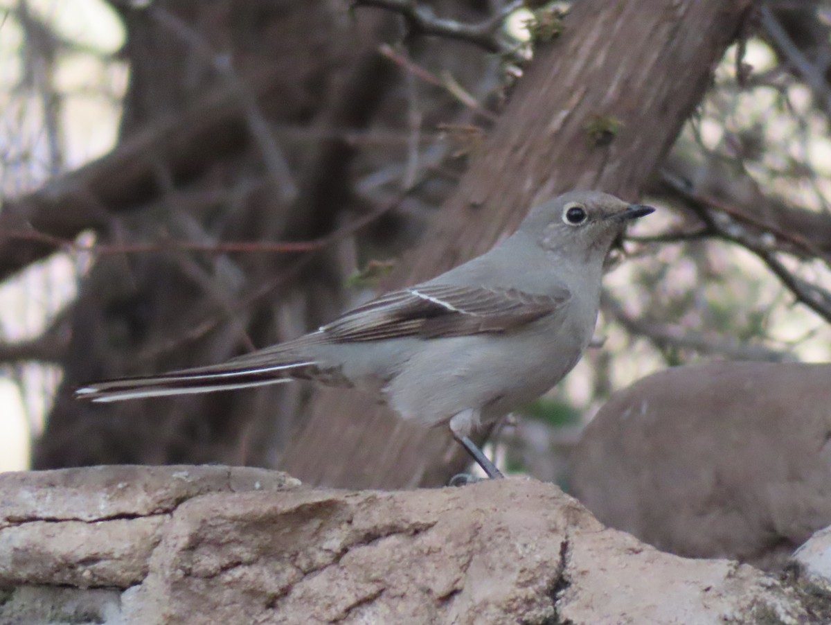 Townsend's Solitaire - ML548863501
