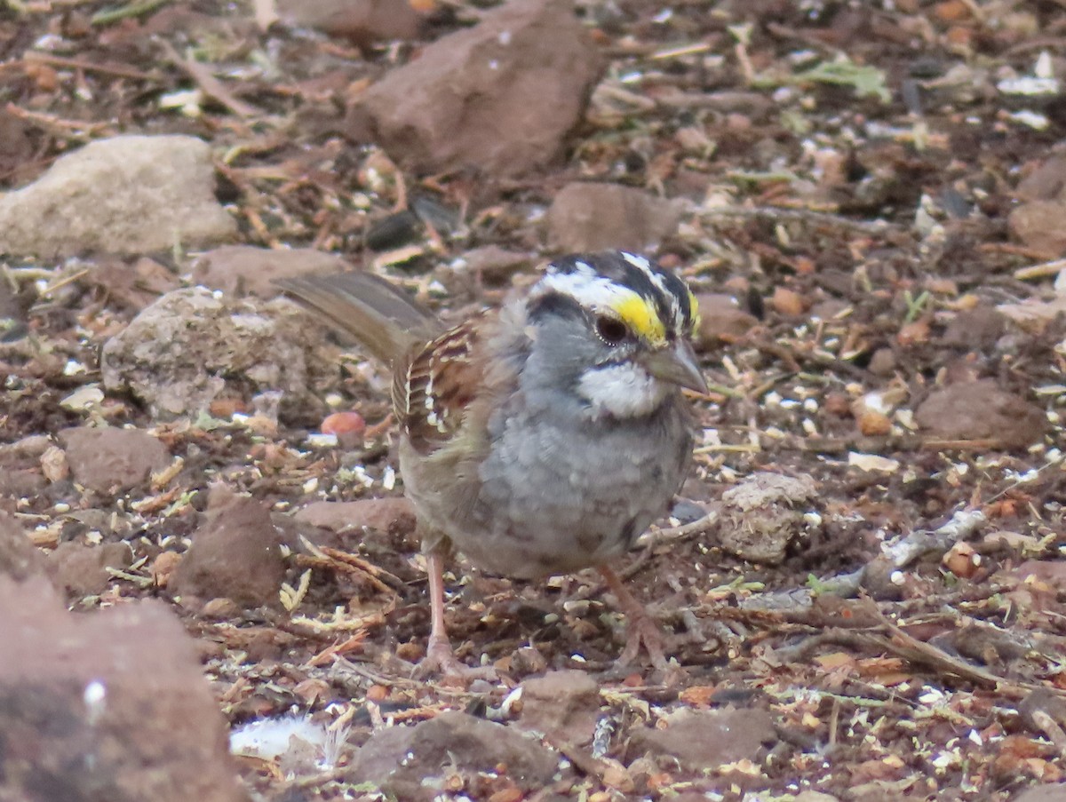 White-throated Sparrow - Wayne Alford