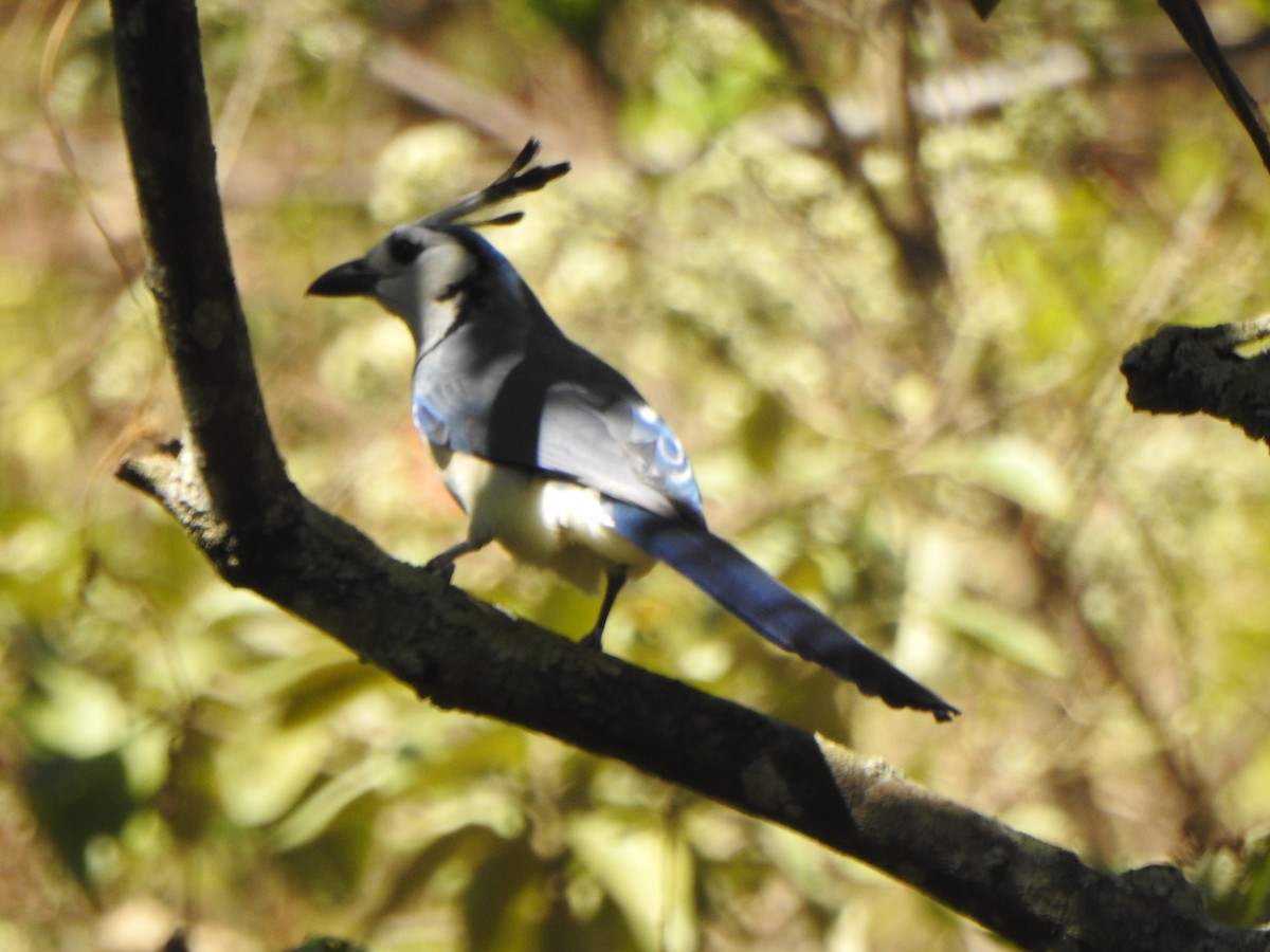 White-throated Magpie-Jay - ML548869461