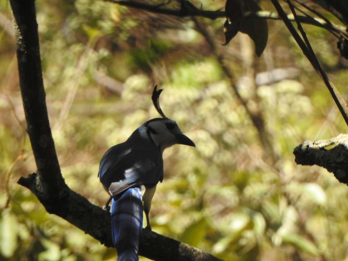 White-throated Magpie-Jay - ML548869511