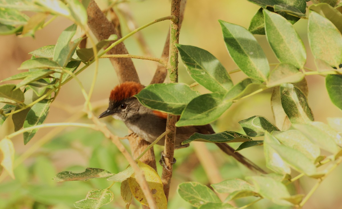 Pale-breasted Spinetail - Diane Eubanks